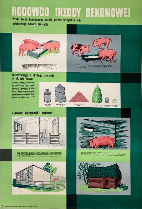 Hodowco trzody bekonowej, Bacon farmer, Janiszewski Wladyslaw Hodowco trzody bekonowej, Bacon farmer, Janiszewski Wladyslaw